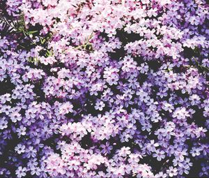 Preview wallpaper flowers, lilac, glade