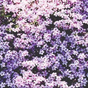 Preview wallpaper flowers, lilac, glade