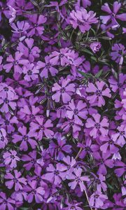 Preview wallpaper flowers, lilac, inflorescence, flowering