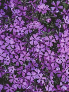 Preview wallpaper flowers, lilac, inflorescence, flowering