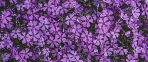 Preview wallpaper flowers, lilac, inflorescence, flowering