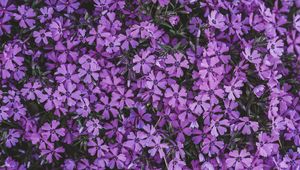 Preview wallpaper flowers, lilac, inflorescence, flowering