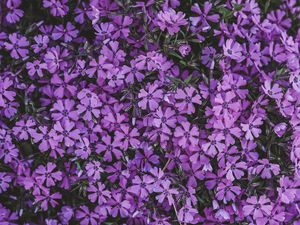 Preview wallpaper flowers, lilac, inflorescence, flowering