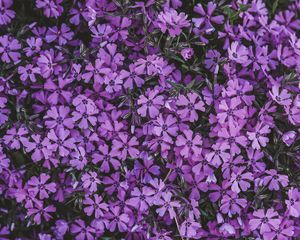 Preview wallpaper flowers, lilac, inflorescence, flowering