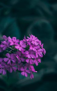 Preview wallpaper flowers, lilac, inflorescences, macro