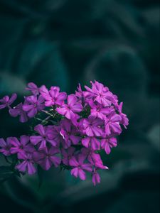 Preview wallpaper flowers, lilac, inflorescences, macro