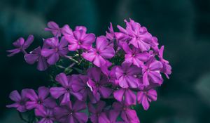 Preview wallpaper flowers, lilac, inflorescences, macro