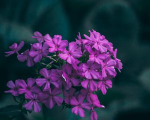 Preview wallpaper flowers, lilac, inflorescences, macro