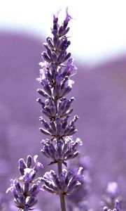 Preview wallpaper flowers, lilac, light, plant