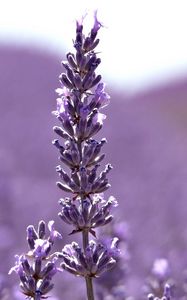 Preview wallpaper flowers, lilac, light, plant