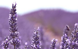 Preview wallpaper flowers, lilac, light, plant