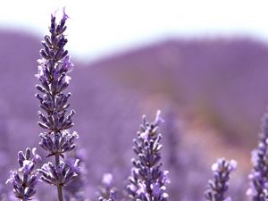 Preview wallpaper flowers, lilac, light, plant