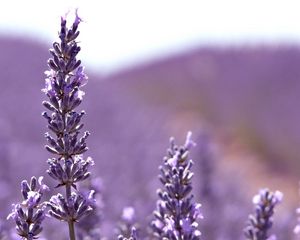 Preview wallpaper flowers, lilac, light, plant