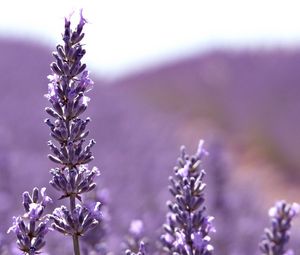 Preview wallpaper flowers, lilac, light, plant