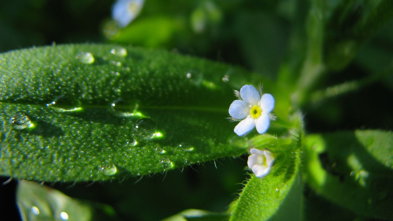 Wallpaper flowers, macro, background, grass, greenery