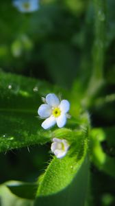 Preview wallpaper flowers, macro, background, grass, greenery