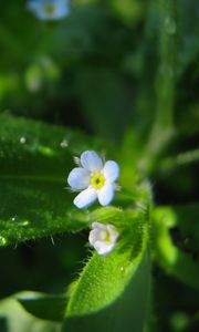 Preview wallpaper flowers, macro, background, grass, greenery