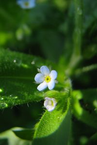 Preview wallpaper flowers, macro, background, grass, greenery