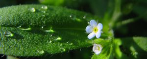 Preview wallpaper flowers, macro, background, grass, greenery