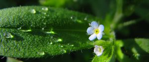 Preview wallpaper flowers, macro, background, grass, greenery