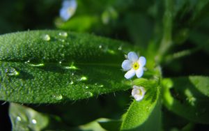 Preview wallpaper flowers, macro, background, grass, greenery