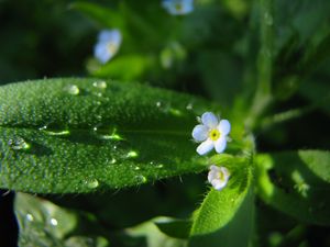 Preview wallpaper flowers, macro, background, grass, greenery