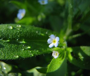 Preview wallpaper flowers, macro, background, grass, greenery