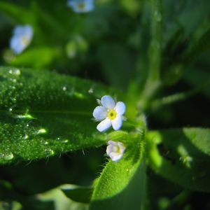 Preview wallpaper flowers, macro, background, grass, greenery