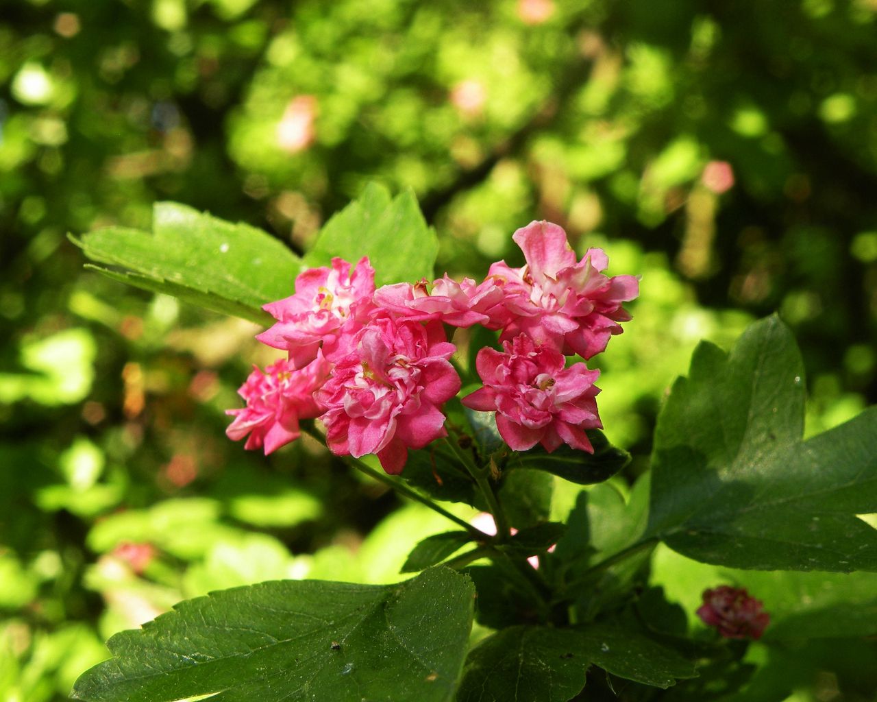 Download Wallpaper 1280x1024 Flowers Macro Beautiful Spring Green Cherry Pink Standard 54 