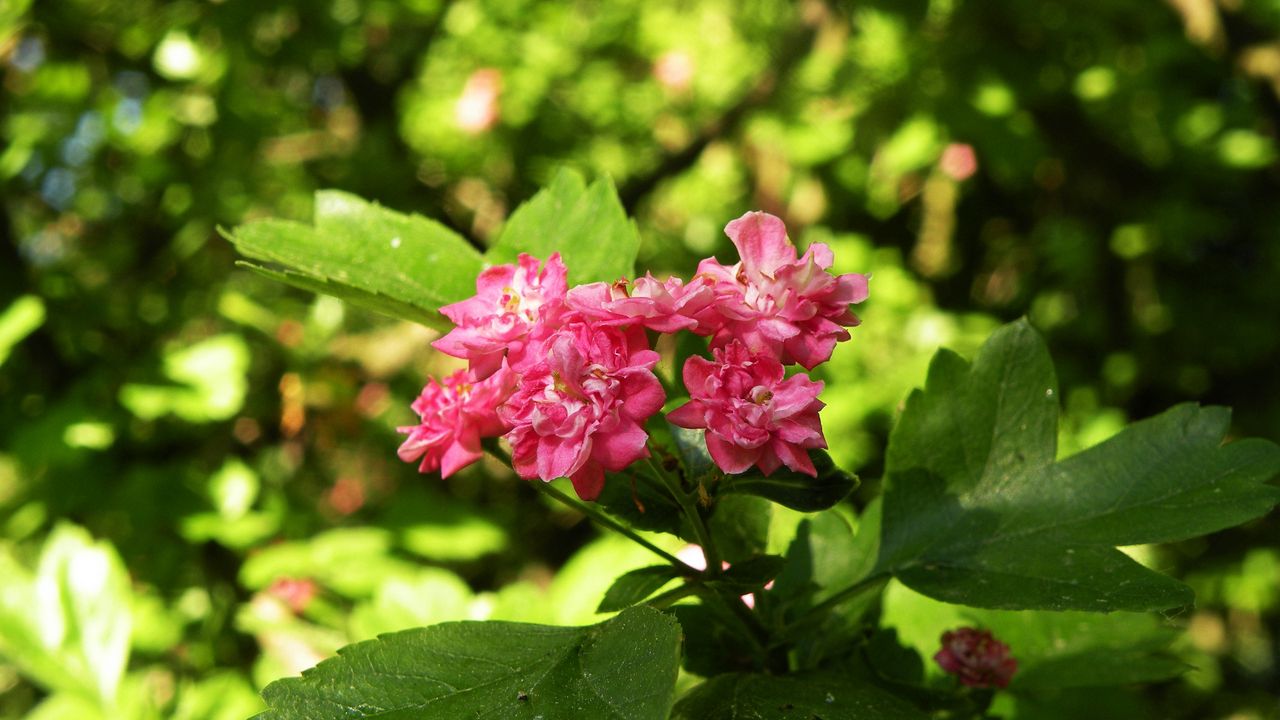 Wallpaper flowers, macro, beautiful, spring, green, cherry, pink