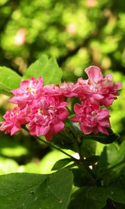 Preview wallpaper flowers, macro, beautiful, spring, green, cherry, pink