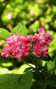 Preview wallpaper flowers, macro, beautiful, spring, green, cherry, pink