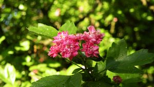 Preview wallpaper flowers, macro, beautiful, spring, green, cherry, pink