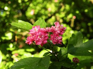 Preview wallpaper flowers, macro, beautiful, spring, green, cherry, pink