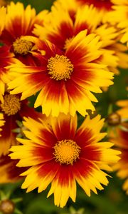 Preview wallpaper flowers, macro, bloom, yellow, red
