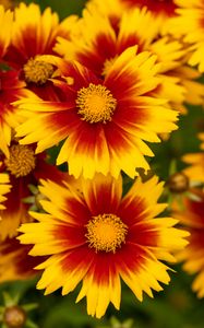 Preview wallpaper flowers, macro, bloom, yellow, red