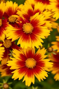 Preview wallpaper flowers, macro, bloom, yellow, red
