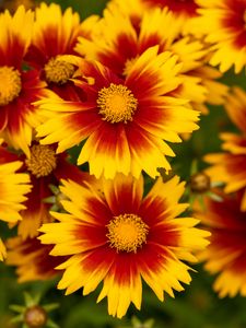 Preview wallpaper flowers, macro, bloom, yellow, red