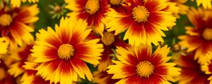 Preview wallpaper flowers, macro, bloom, yellow, red