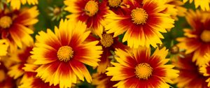 Preview wallpaper flowers, macro, bloom, yellow, red