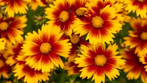 Preview wallpaper flowers, macro, bloom, yellow, red