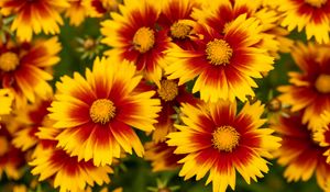Preview wallpaper flowers, macro, bloom, yellow, red