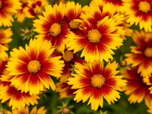 Preview wallpaper flowers, macro, bloom, yellow, red