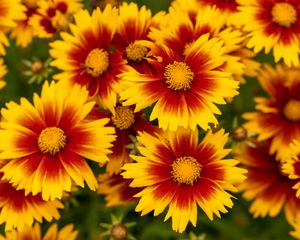 Preview wallpaper flowers, macro, bloom, yellow, red