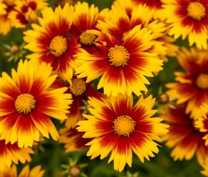 Preview wallpaper flowers, macro, bloom, yellow, red