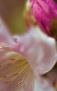 Preview wallpaper flowers, macro, blur, pollen