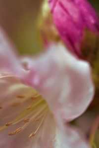 Preview wallpaper flowers, macro, blur, pollen