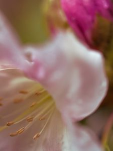 Preview wallpaper flowers, macro, blur, pollen