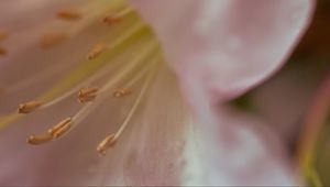 Preview wallpaper flowers, macro, blur, pollen