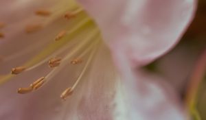 Preview wallpaper flowers, macro, blur, pollen